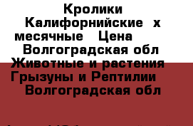 Кролики Калифорнийские 2х месячные › Цена ­ 200 - Волгоградская обл. Животные и растения » Грызуны и Рептилии   . Волгоградская обл.